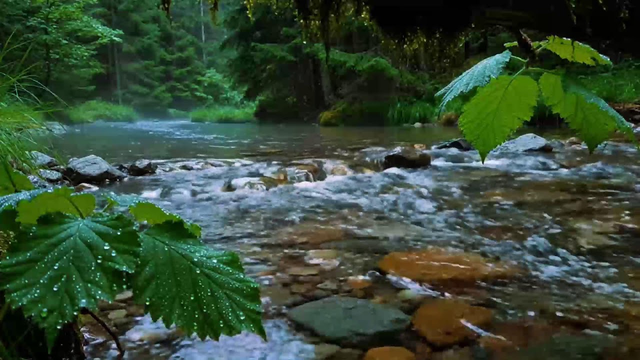 Calming Forest Ambience, Birds Singing Beautiful Stream Sounds for Deep Sleep, Study Focus, Medicine