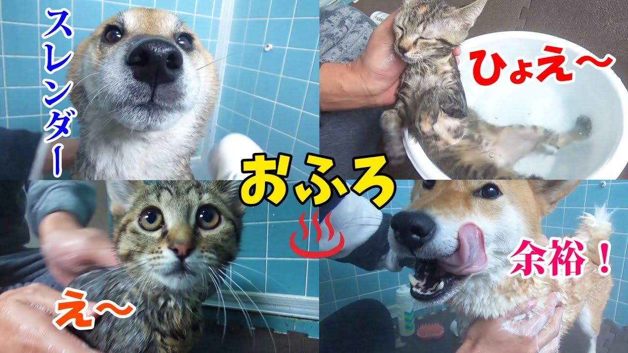 柴犬慣れっこ！初めてのお風呂で子猫は…--- Kitten for the first time shampoo--