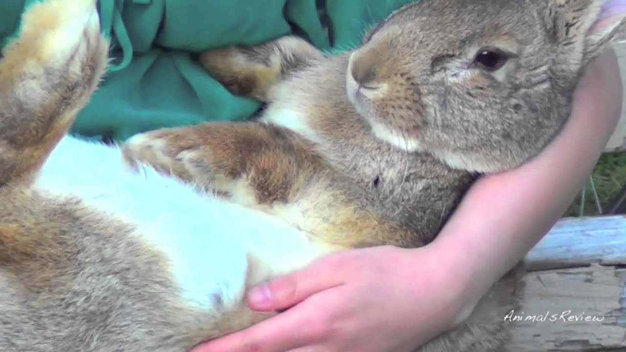 Big Flemish Giant Bunny Rabbit and Girl