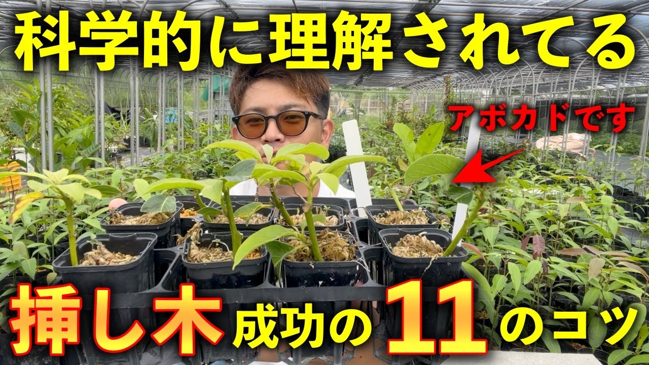 【ついに完成！】学術的に信じられてる「挿し木」成功11のコツを解説します