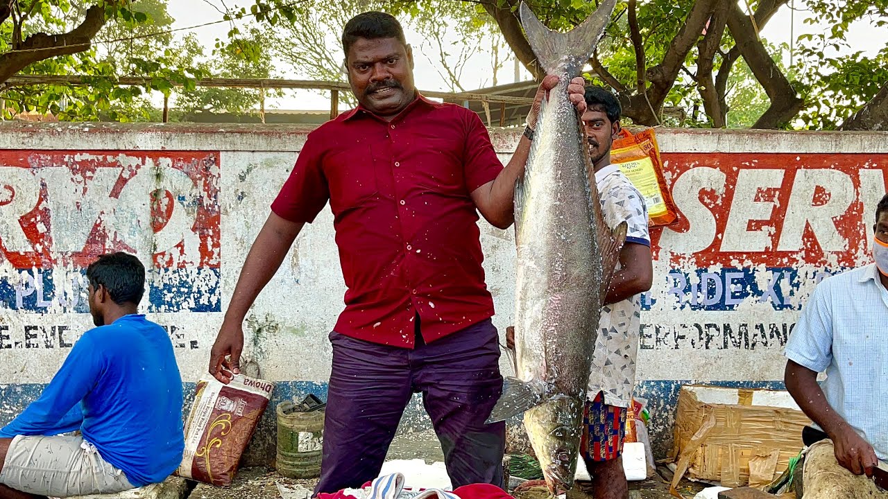 KASIMEDU SELVAM FISH CUTTING VIDEOS | KASIMEDU SELVAM | KADAVARA FISH CUTTING | UK & SONS MARINE