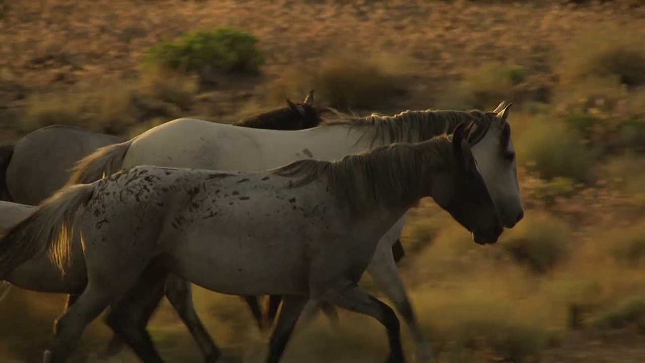 Wild Horses Running - Royalty Free Stock Footage