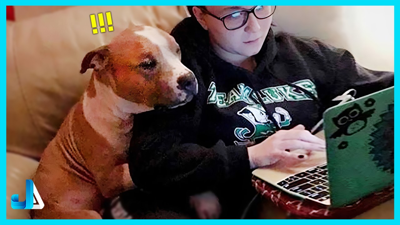 Dogs Who Refuse To Leave Their Humans’ Side  Funny Dogs and Humans Videos 2026