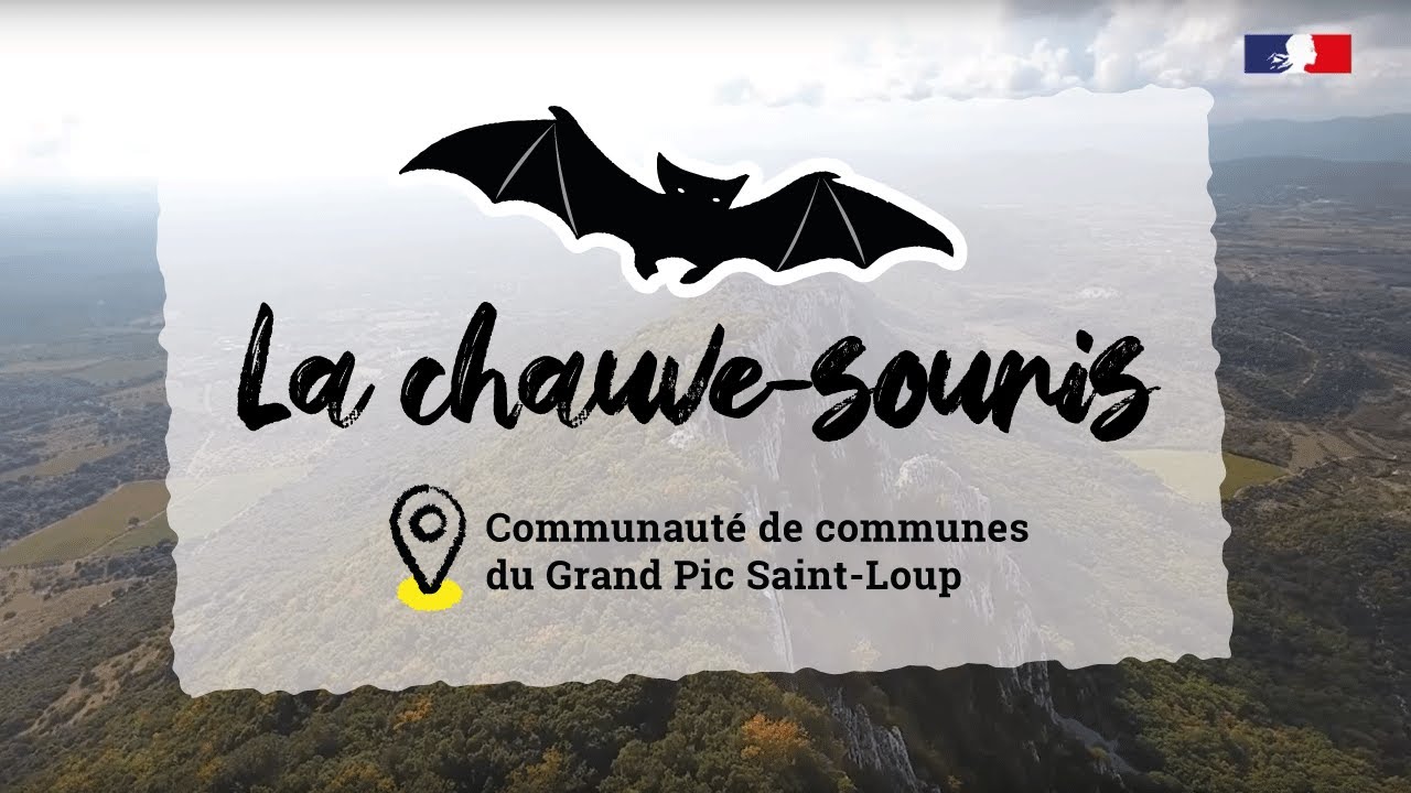 Biodiversité, territoires engagés : la Com Com du Grand Pic Saint-Loup protège les chauves-souris
