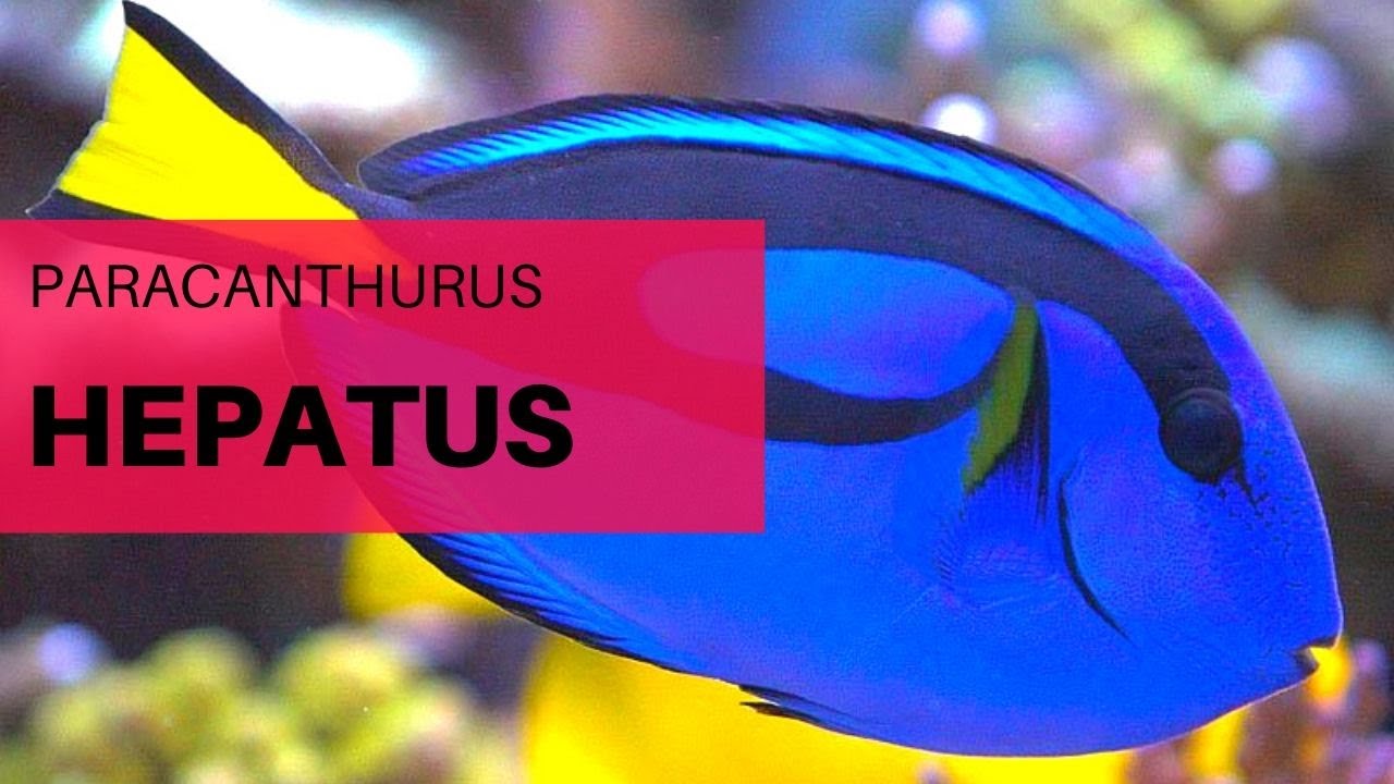 Pez marino Hepathus Pez De Mar