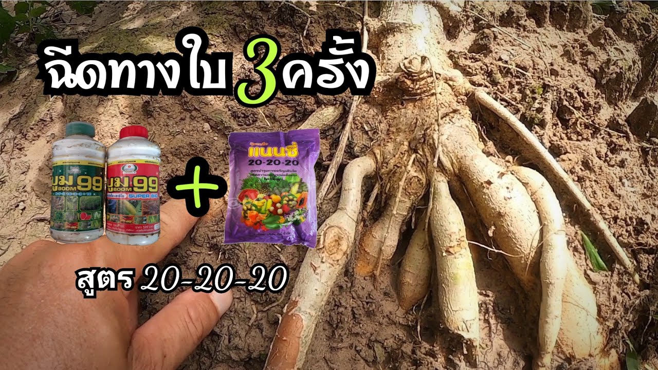 วิธีผสมปุ๋ยน้ำกับปุ๋ยเกล็ด ไปใช้อย่างมีประสิทธิภาพสูงสุด