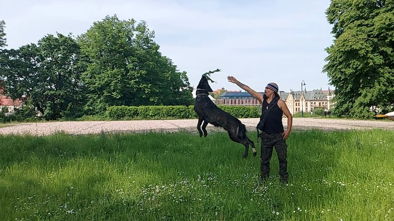 Shadow training