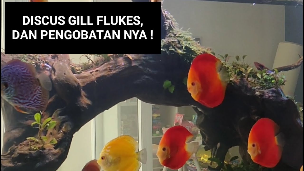 IKAN BERENANG CEPAT ? ?  CIRI CIRI IKAN HIAS ( DISCUS ) TERKENA GILL FLUKES,DAN CARA MENGOBATINYA !