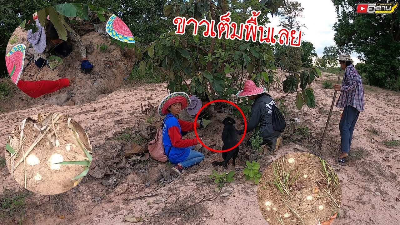 ถึงกับร้อง!! ขาวเต็มพื้นเลย!!?? หาเก็บเห็ดเผาะ อยู่ป่าอยู่โคก
