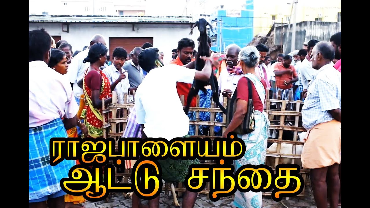 Rajapalayam santhai | ராஜபாளையம்  ஆட்டுச் சந்தை | virudhunagar goat market  | joe tv