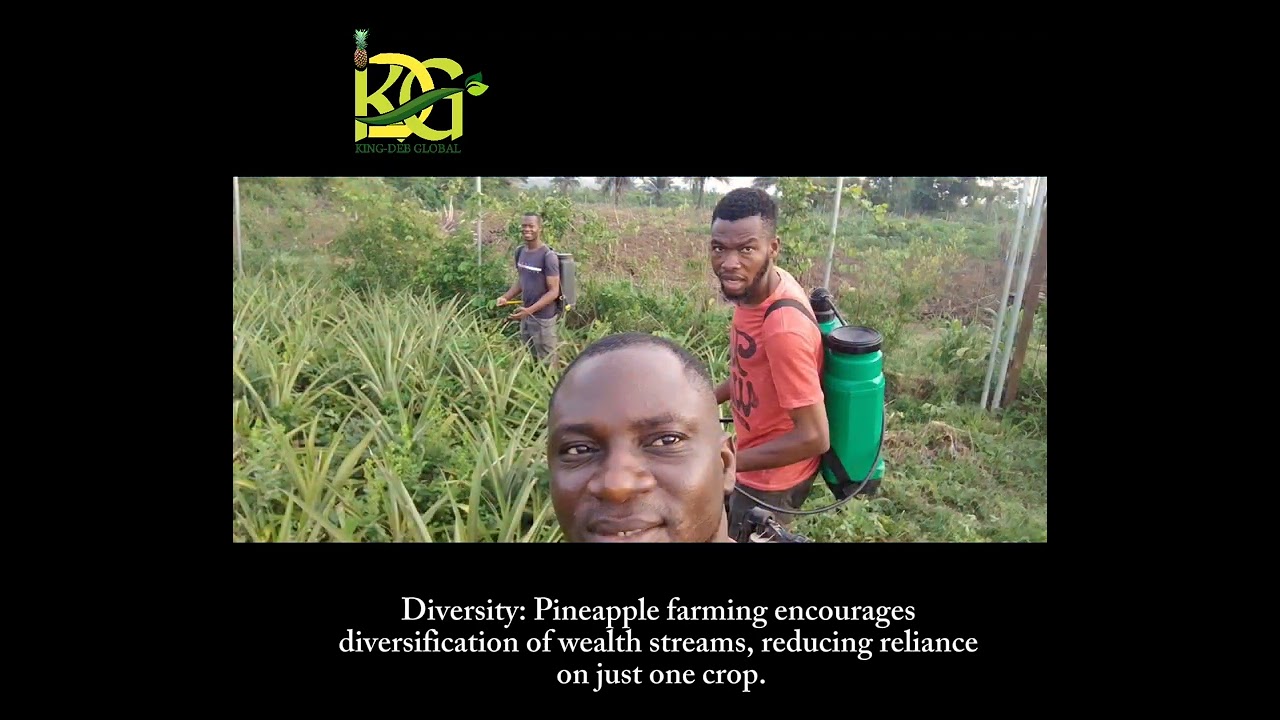 KING-DEB GLOBAL is an Agro Company that focus on PINEAPPLE FARMING... for more info +2347031968530