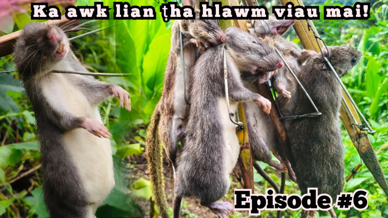 Zuhrei lian pui pahnih ka awk nawlh mai! Jimmy-a Sazu thang kam Episode #6
