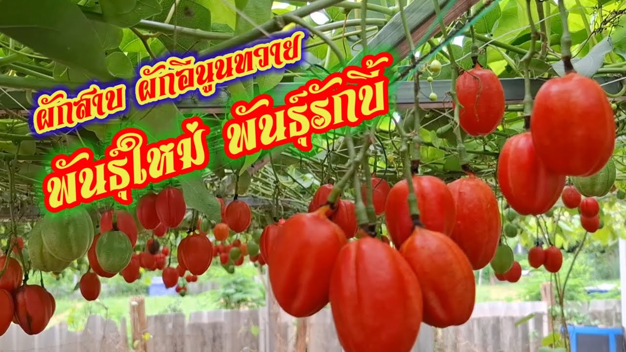 ปลูกผักสาบผักอีนูนทวายพันธุ์รักบี้  ปลูกครั้งเดียวเก็บเกี่ยวได้หลายสิบปี ตลาดต้องการสูงมาก!!