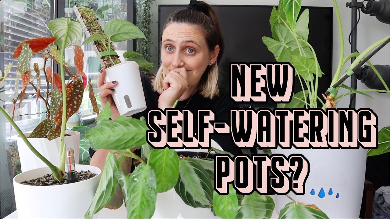 Trying Out New Self-Watering Pots 🪴 Repot & Chat