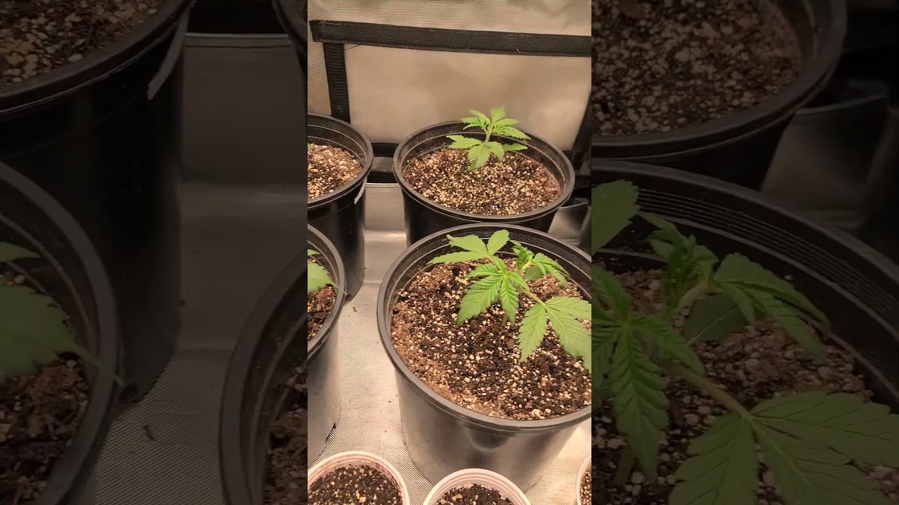 how to grow weed in Under a Minute