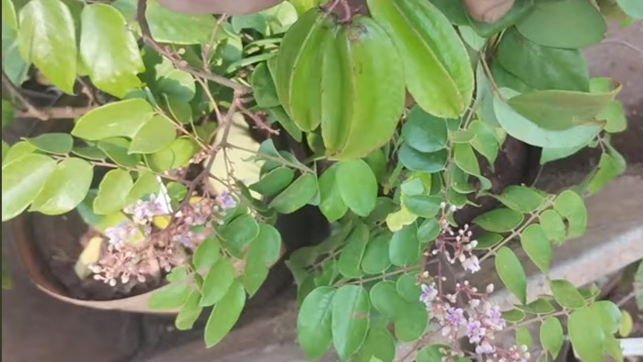 frutíferas produzindo carambola B10 mel Dovialis Doce Amarelo Africano jujuba indiana abiu solimões
