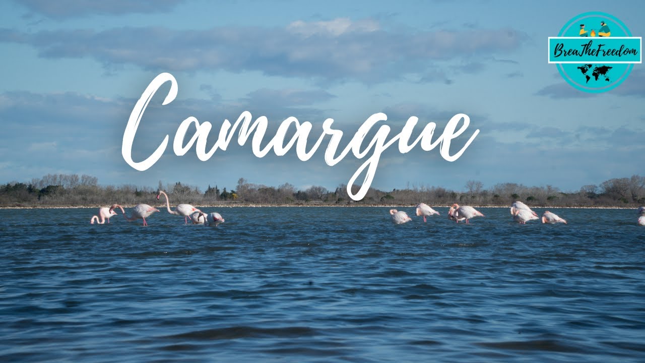 Inseguiamo i fenicotteri 🦩 2 giorni in Camargue