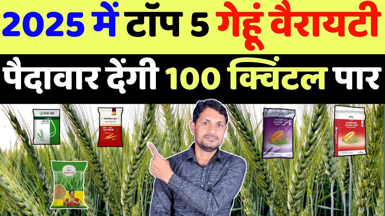 भारत में सबसे ज्यादा पैदावार देने वाली 5 गेहूं वैरायटी | gehu ki top variety 2025 | gehu ki kheti