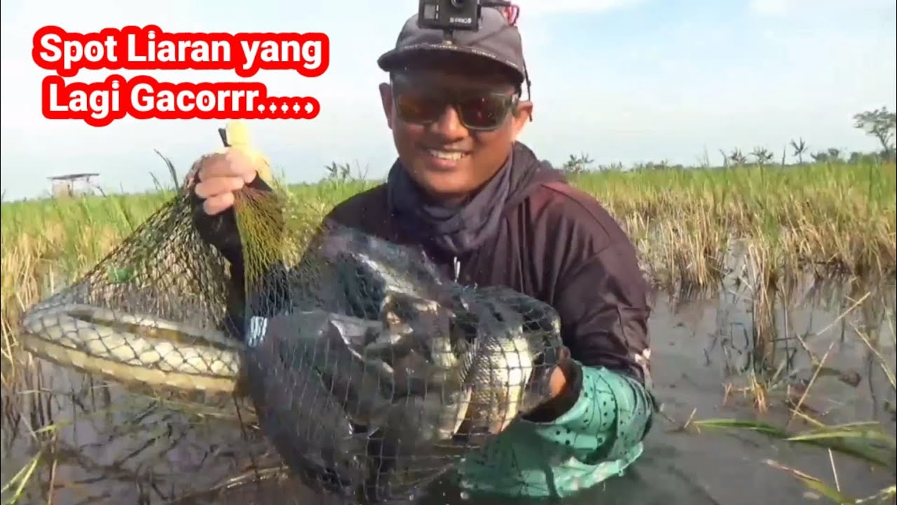 Kronjong Ikan Hampir penuh,,RASA MANCING DIKOLAM SENDIRI ..?!?!