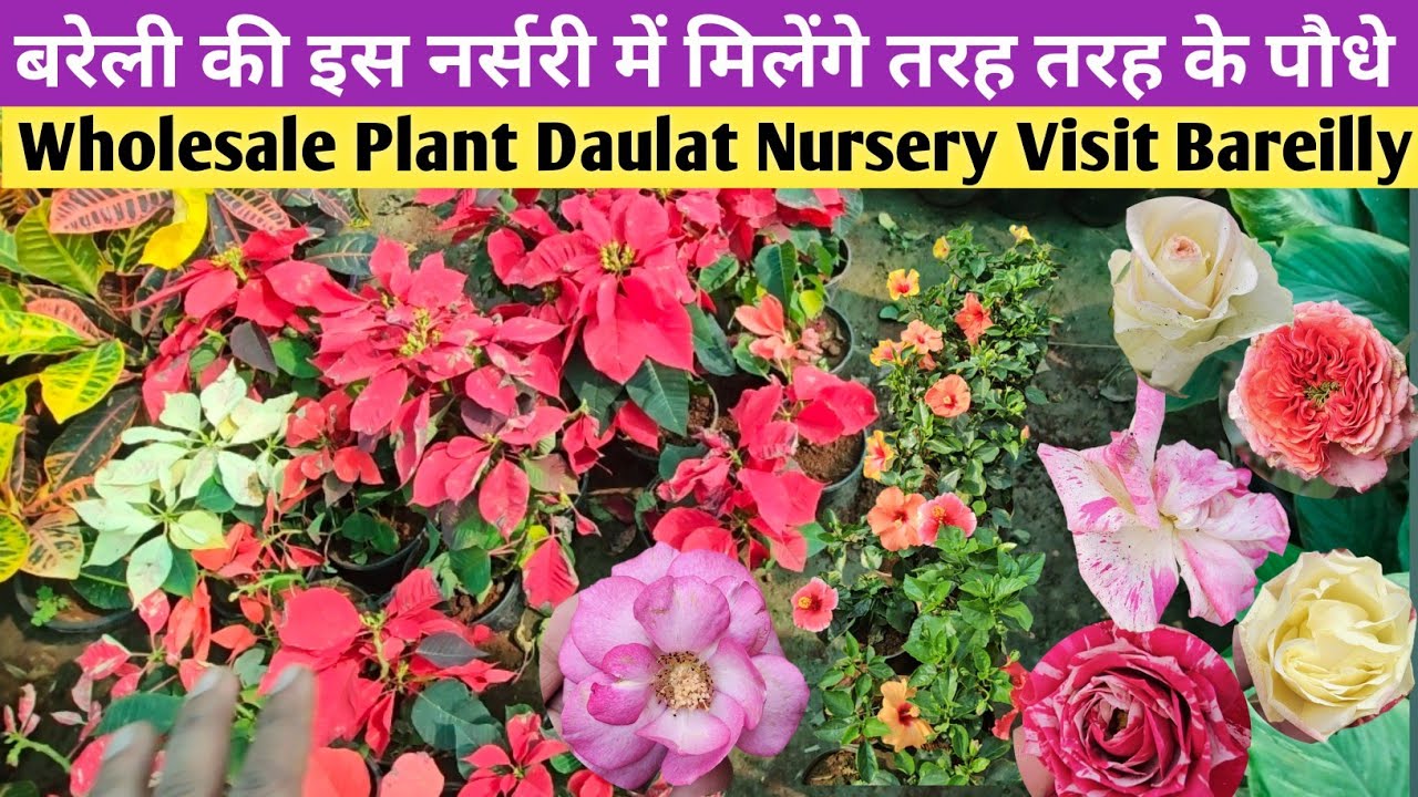 Daulat Plant Nursery Visit Bareilly👍बरेली की होलसेल नर्सरी में मिलेंगे सभी तरह के Permanent पौधे💥