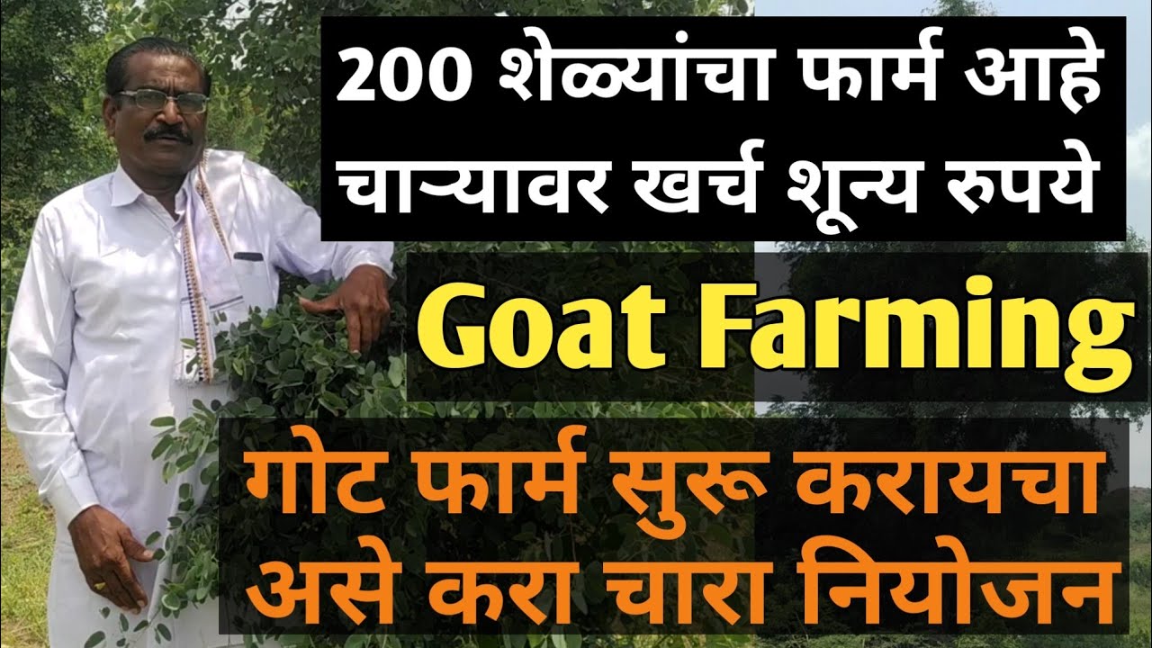 शेळीपालन व दुग्ध व्यवसायात महत्वाचा अंजन चा चारा....