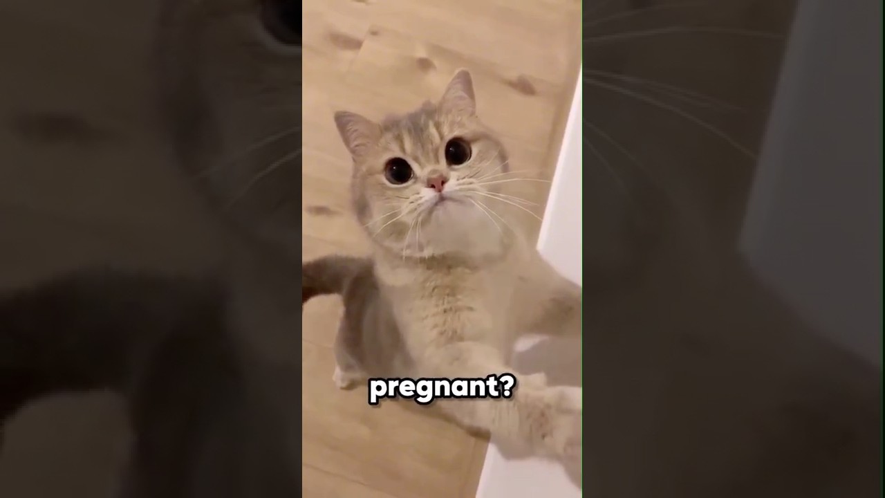 This is How Cats React To Pregnant Women