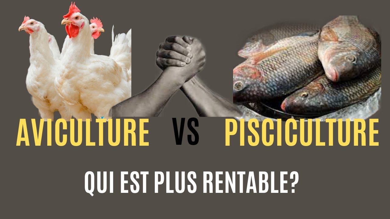 Aviculture VS Pisciculture, Faisons la comparaison