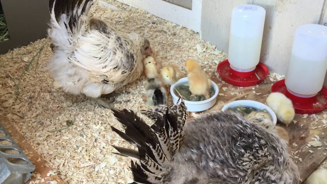 Chicks at two and three days old