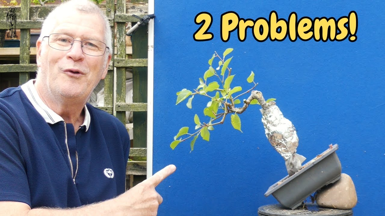 Italian Alder for Bonsai - Two very Problematic Trees to style.