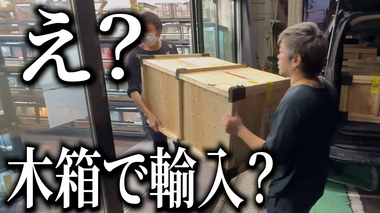 【入荷】インドネシア便でアノ “青いヘビ” が着弾！？