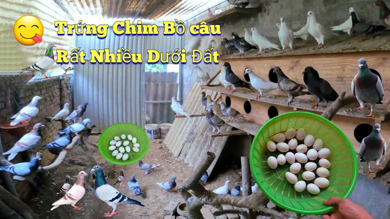 Tắm Cho Đàn Sáo Và Nhặt Hết Trứng Của Chim Bồ Câu Không Cho Sinh Sản / Quế Nghịch