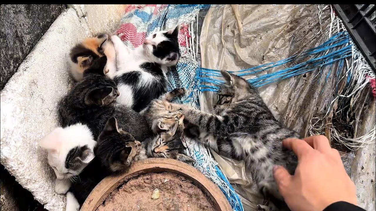 Kittens sleeping on top of each other in the slum