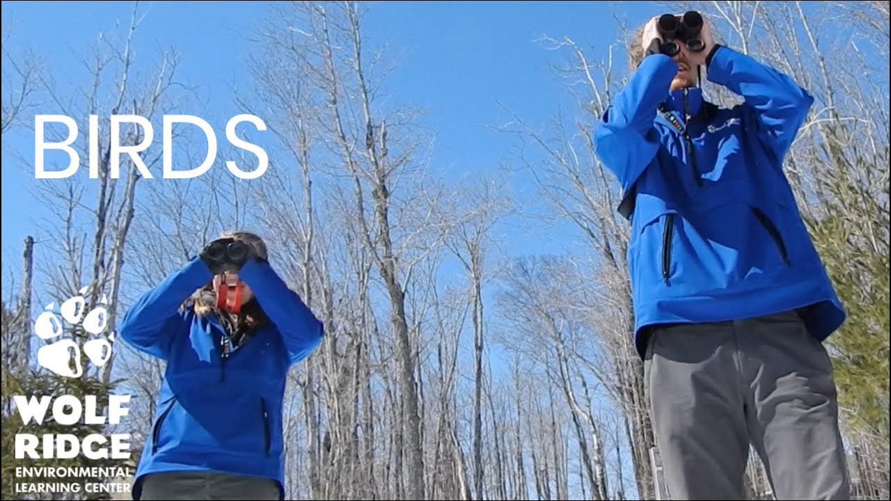 Adventures in Learning Episode 1 - Birds