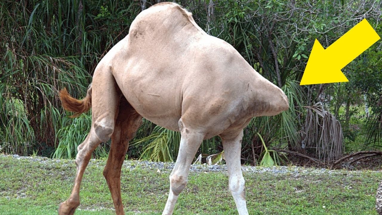 Diese Tiere können nach ihrem Tod noch leben!