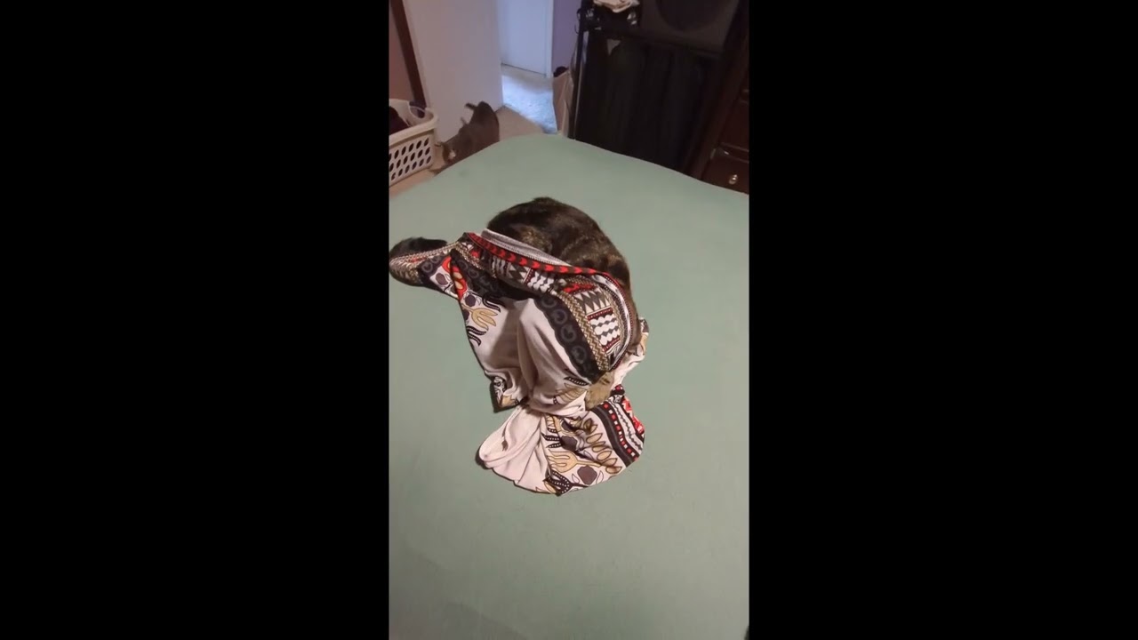 Adorable Kitty Thinks She's Hiding In Shirt