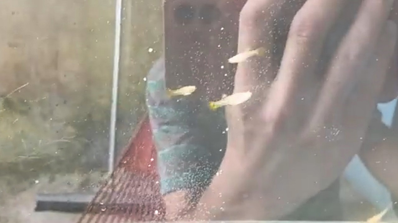 Alimentando os Peixes