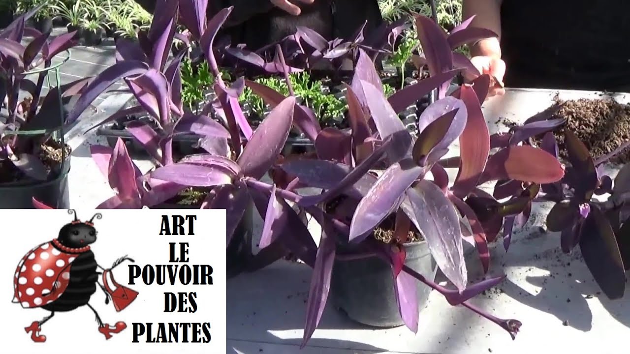 chaine de jardin:Bouture de Tradescantia pallida (setcreasea) plantes vertes (plantes intérieur)