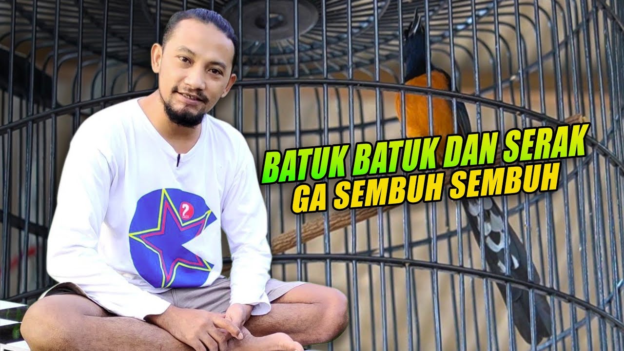 murai batu batuk dan serak yang ga sembuh sembuh
