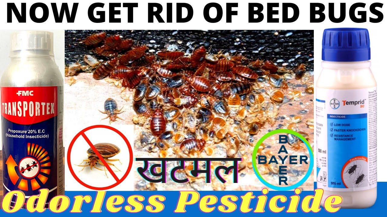 Bed bugs control | खटमल से छुटकारा पाने का सही तरीका | Khatmal control treatment | bed bug treatment