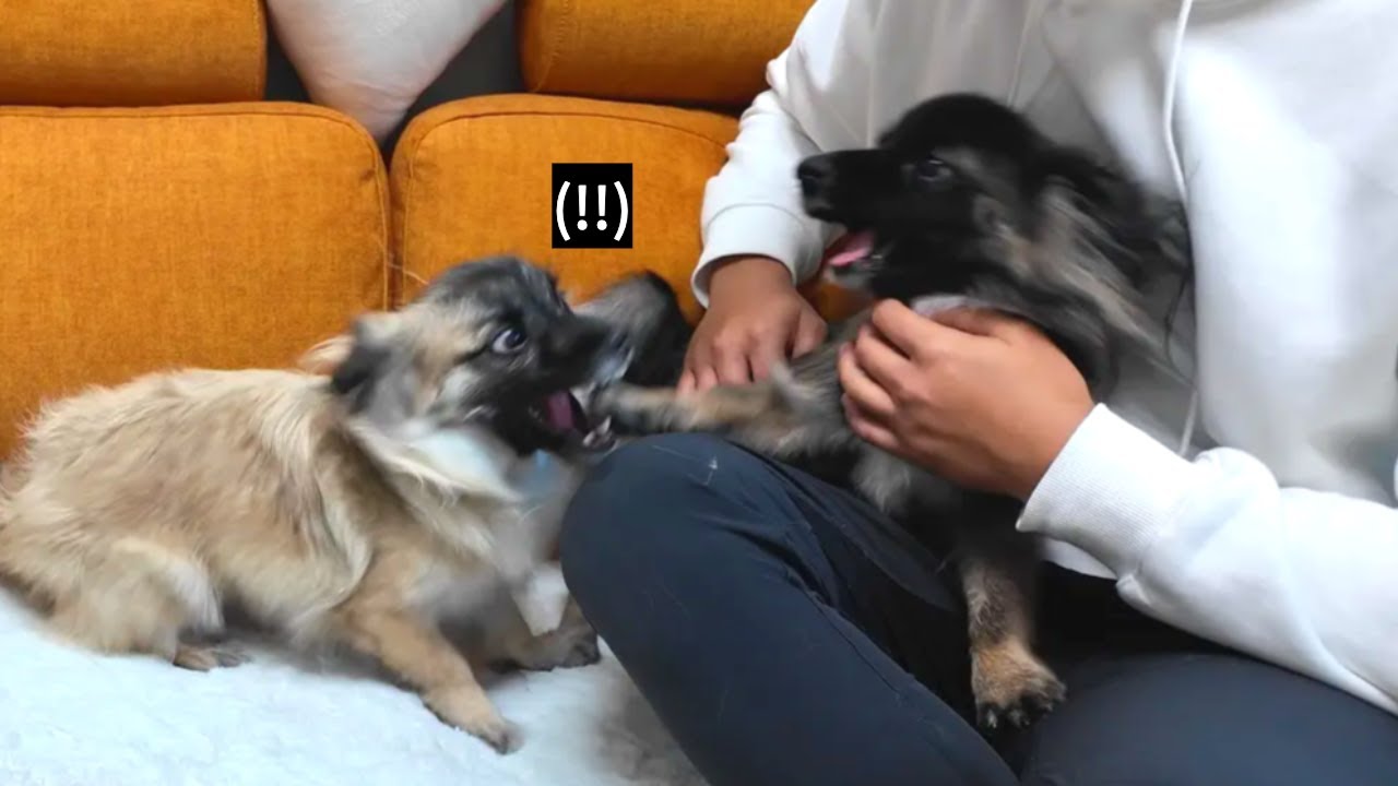 주인 뺏긴 강아지 ㅋㅋ