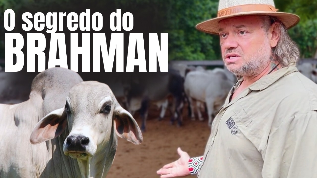A RAÇA BOVINA MAIS RESISTENTE DO MUNDO: DESCUBRA O SEGREDO DO BRAHMAN!