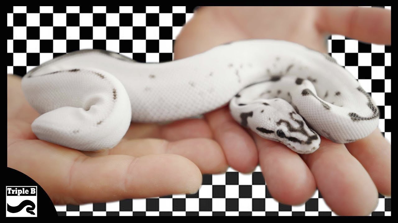 Black and White Ball Pythons with JD Constriction - Triple B TV Ep.286