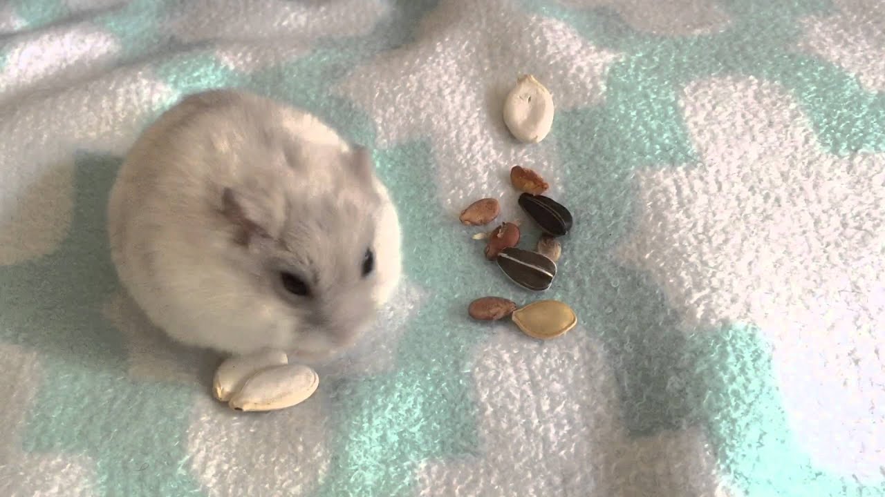 Winter White Hamster Care