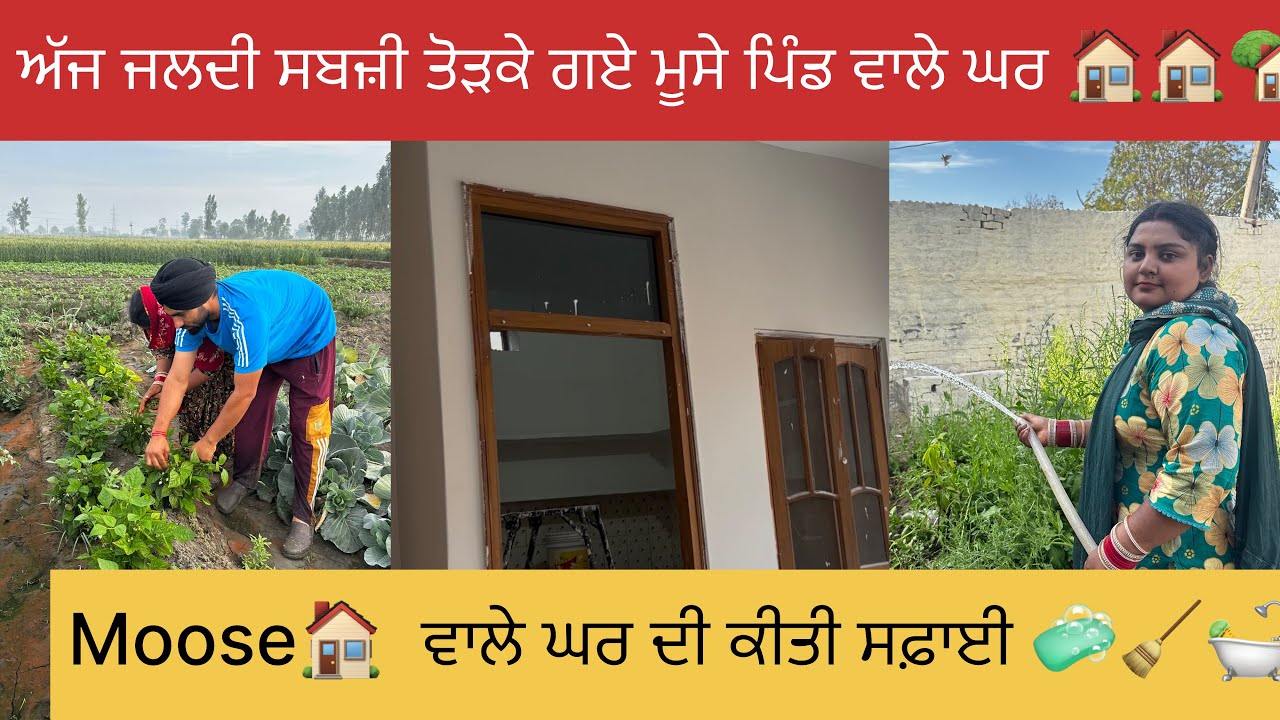 ਅੱਜ ਕਾਫ਼ੀ ਦਿਨਾਂ ਪਿੱਛੋ ਕੀਤੀ ਮੂਸੇ ਪਿੰਡ ਵਾਲੇ ਘਰ ਦੀ ਸਫ਼ਾਈ 🛀🧹🧼🏡🏡#happyfarminglife #vlog 