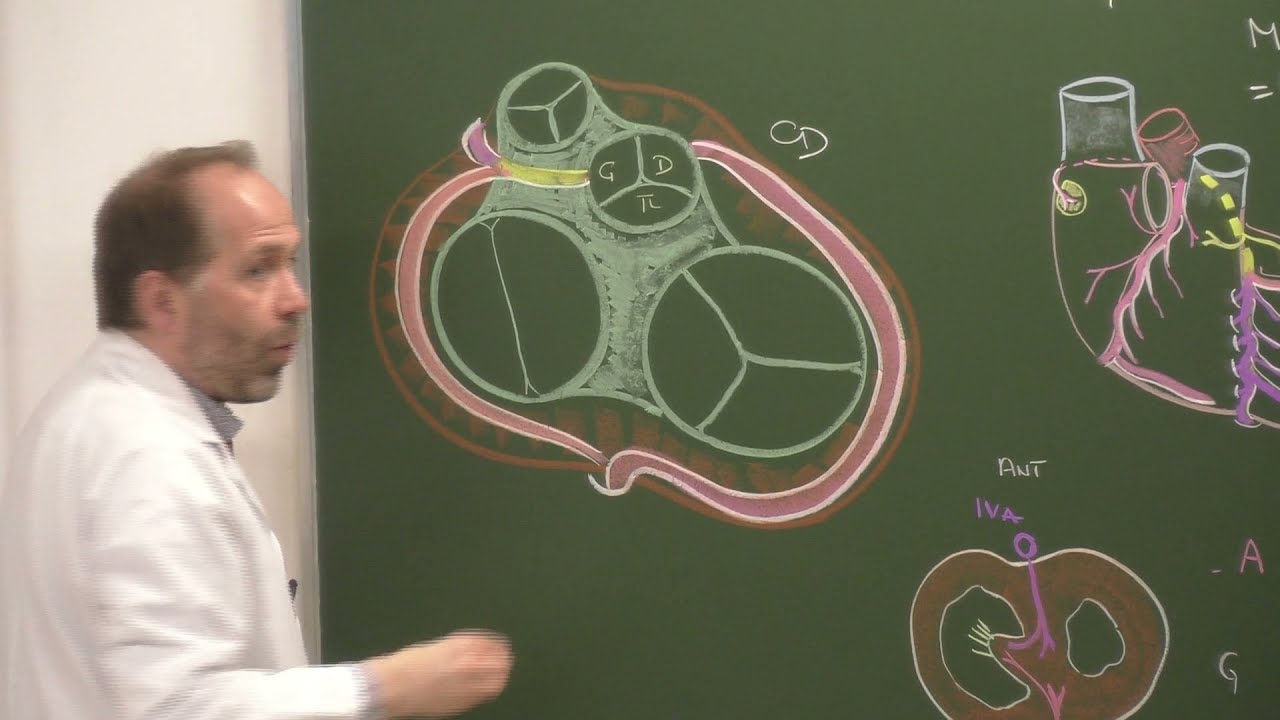 Thorax 5 - Vascularisation du cœur [Coronary arteries, cardiac veins]