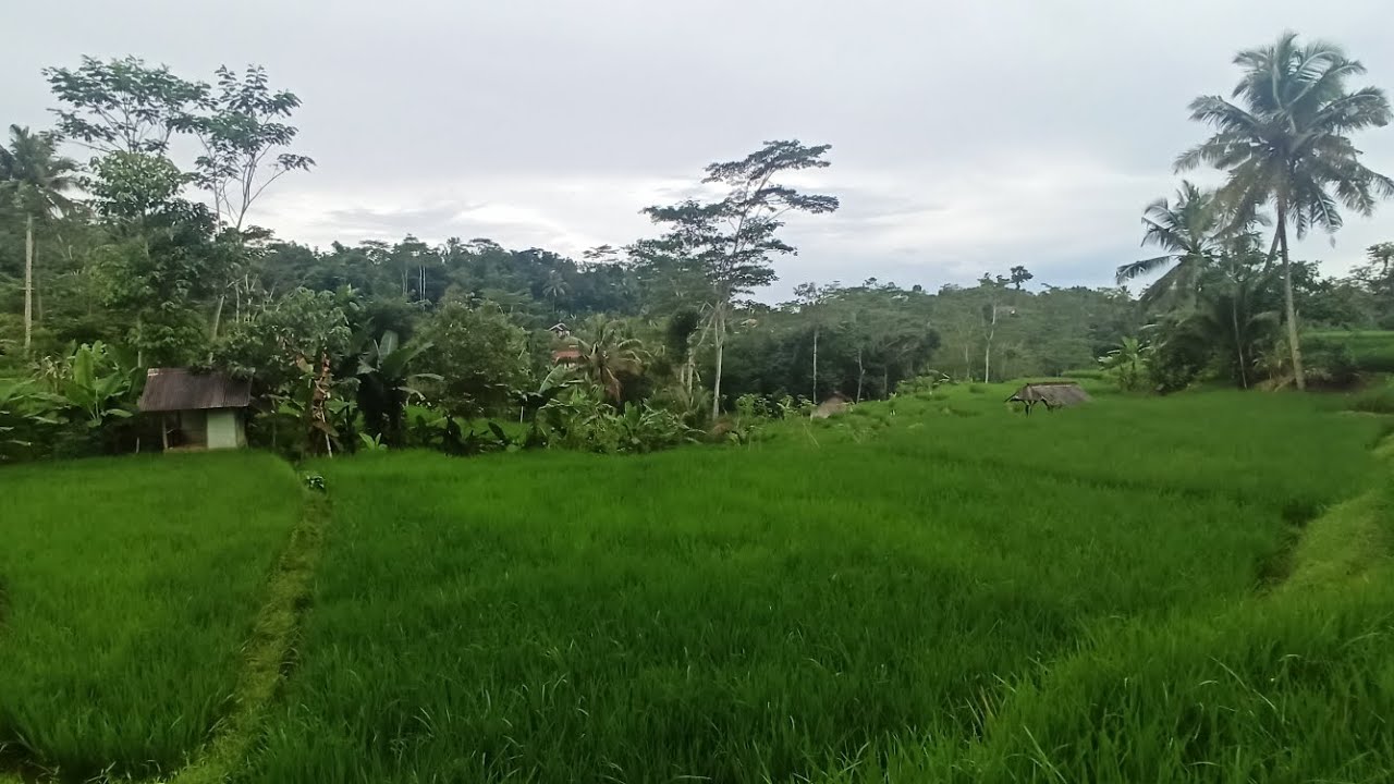 BANYAK SAUNG DISINIH