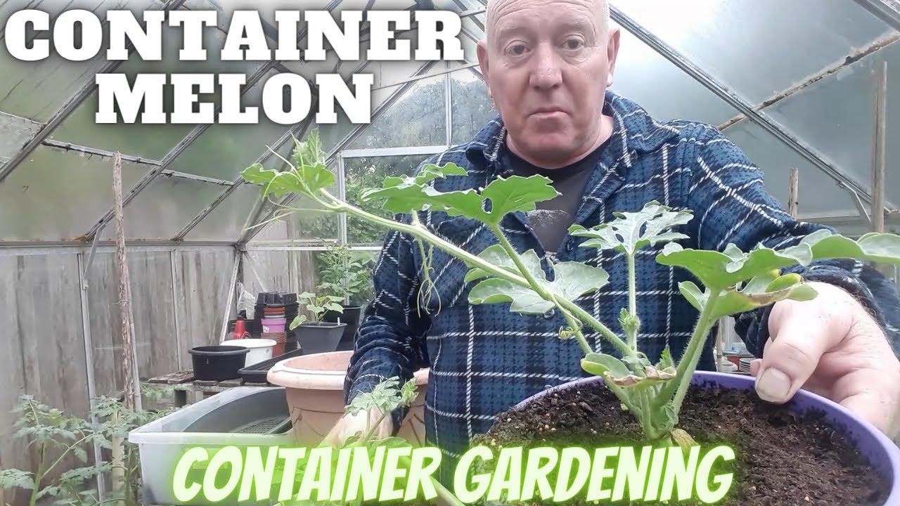 Grow Container Melons [Gardening Allotment UK] [Grow Vegetables At Home ]