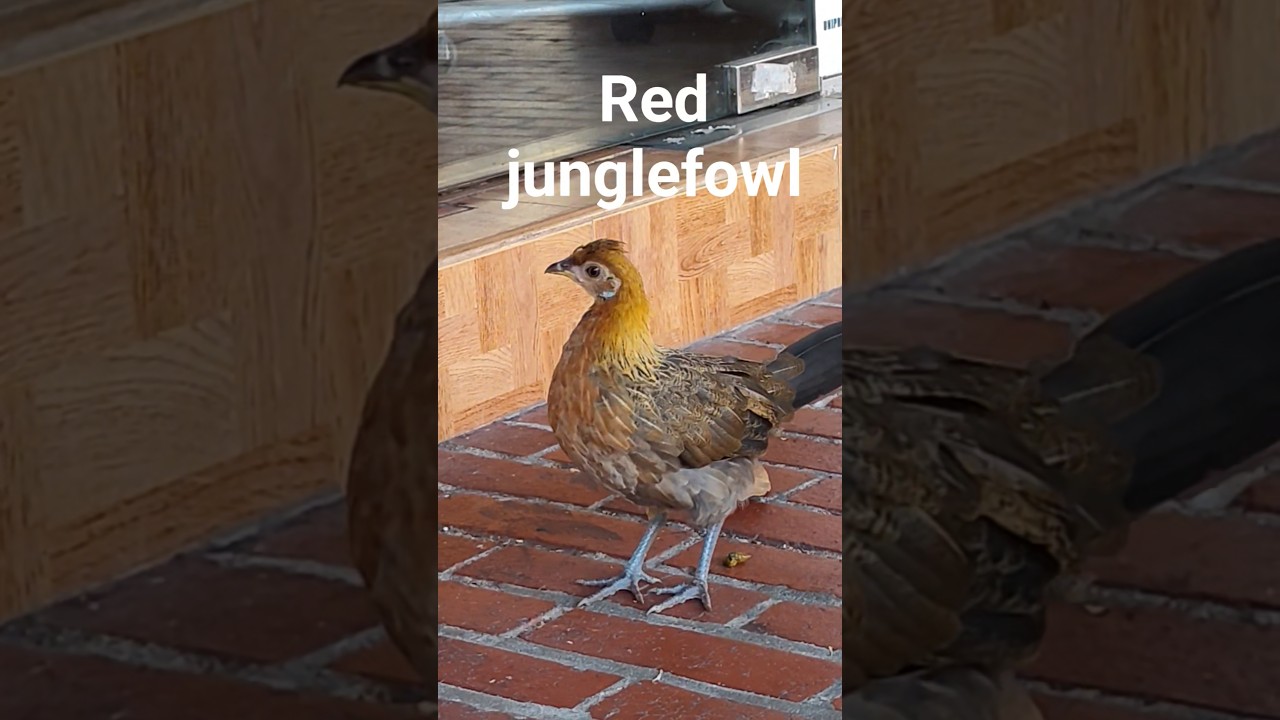 Red Junglefowl