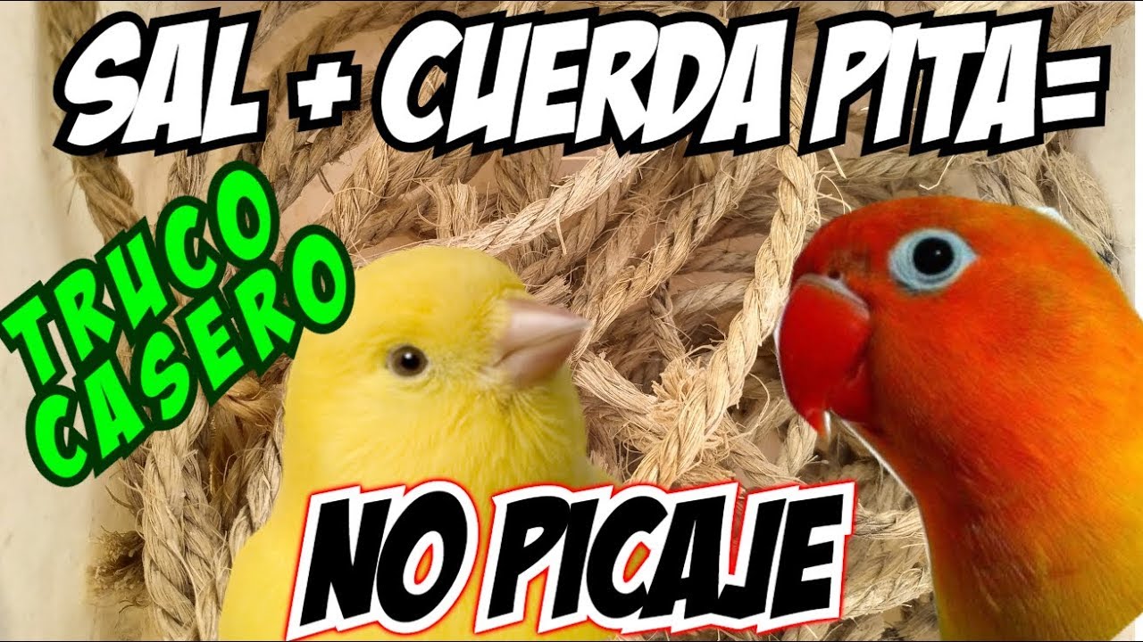 TRUCO CASERO🍲=SAL🧂+CUERDA⛓=NO PICAJE🐥