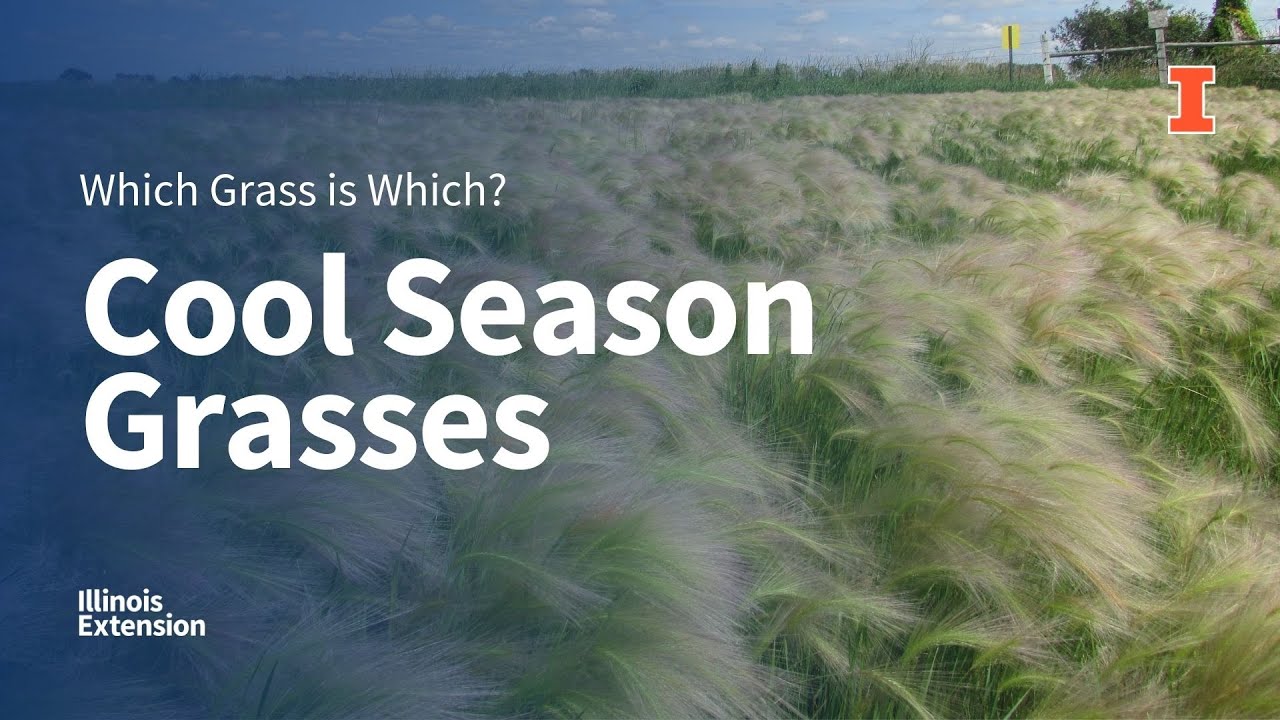 Cool-Season Grasses: Which Grass is Which?